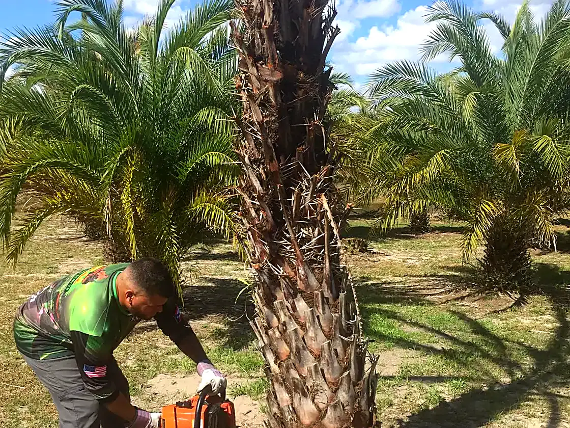 Trimming palms down to clean trunks