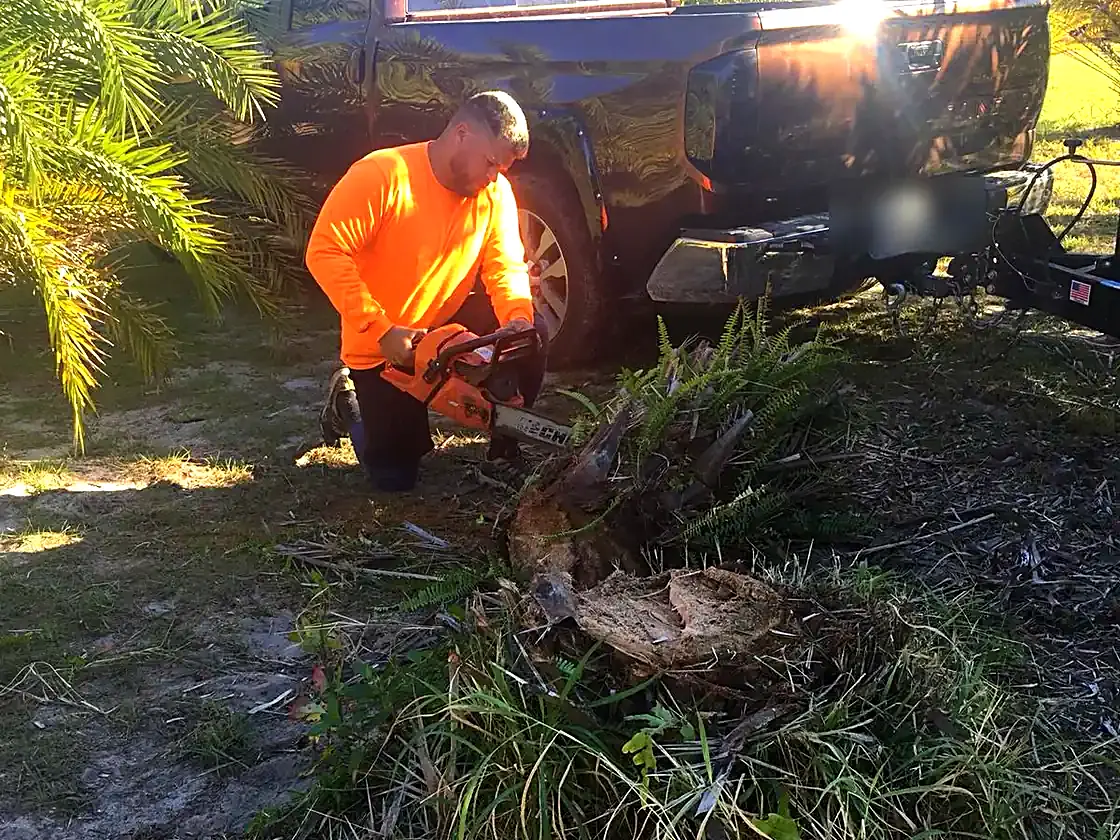 Palm and stump taken out